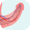 Icône circulation sanguine